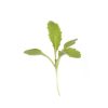 Chinese Cabbage, Kogane - Microgreen Seed