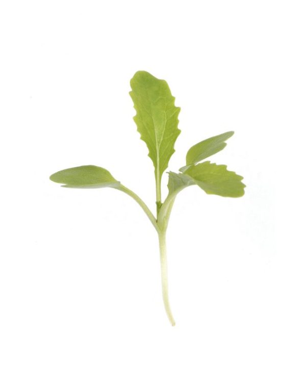 Chinese Cabbage, Kogane - Microgreen Seed