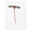 Shiso, Britton - Microgreen Seed