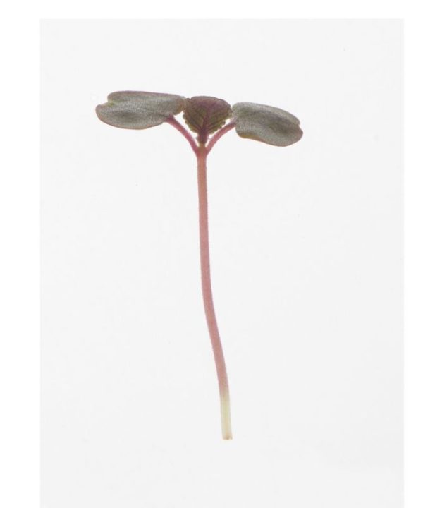 Shiso, Britton - Microgreen Seed