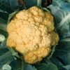 Cheddar - (F1) Orange Cauliflower Seeds