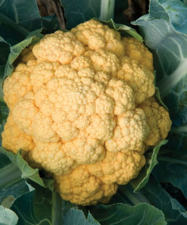 Cheddar - (F1) Orange Cauliflower Seeds