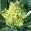 Veronica - (F1) Cauliflower Seed