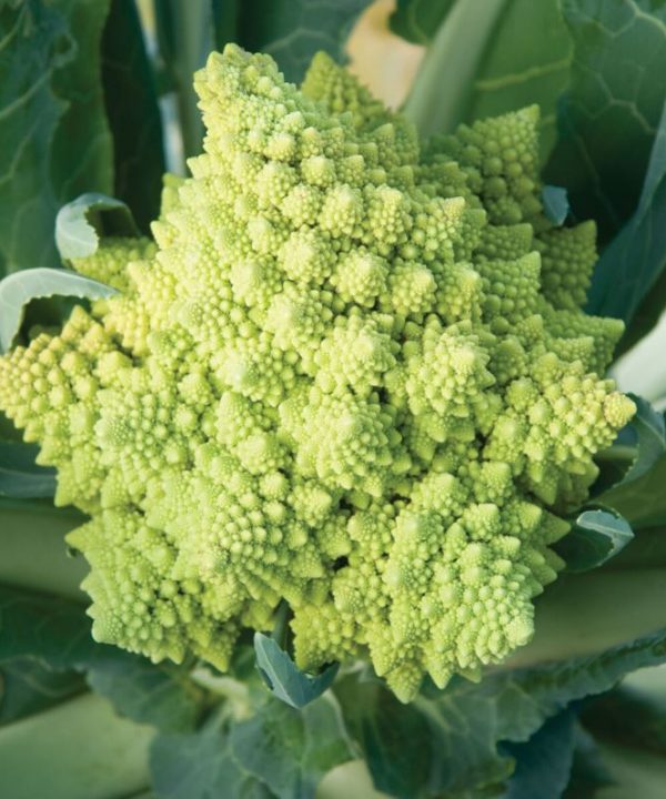 Veronica - (F1) Cauliflower Seed