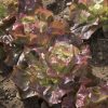 Red Cross - Organic Lettuce Seed