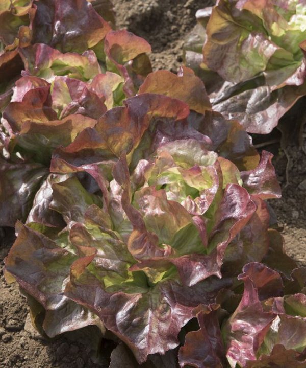 Red Cross - Organic Lettuce Seed