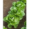 Coastal Star - Organic Lettuce Seed