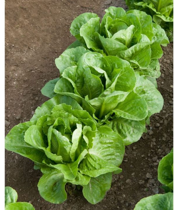 Coastal Star - Organic Lettuce Seed