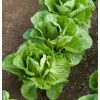 Coastal Star - Lettuce Seed