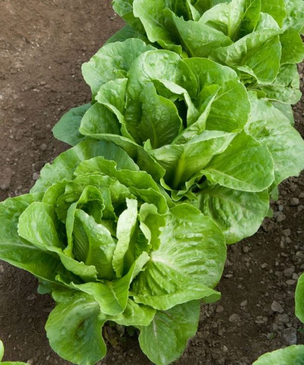 Coastal Star - Lettuce Seed