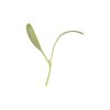 Beet, Yellow - Microgreen Seed