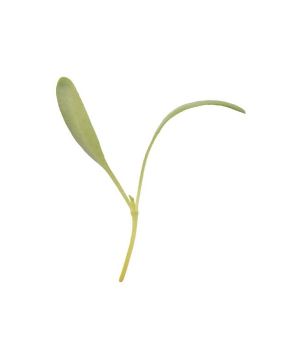 Beet, Yellow - Microgreen Seed