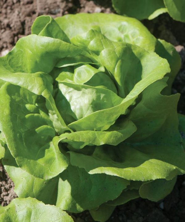 Rex - Lettuce Seed