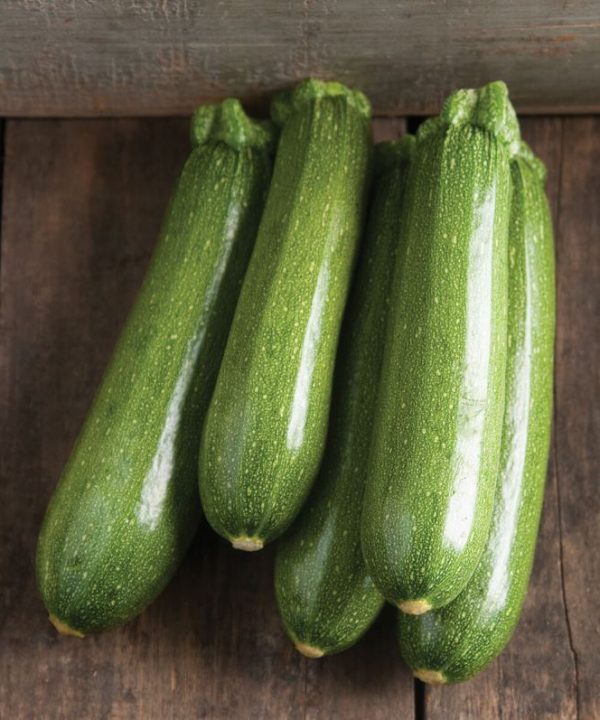 Tigress - (F1) Zucchini Squash Seed