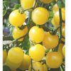 White Cherry - Organic Tomato Seed