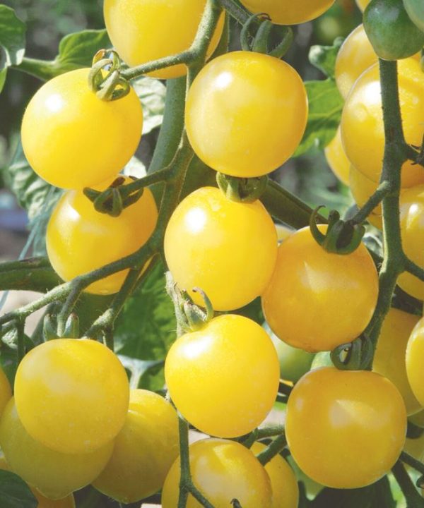 White Cherry - Organic Tomato Seed