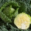 Alcosa - (F1) Cabbage Seed