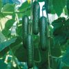 Socrates - (F1) Cucumber Seed