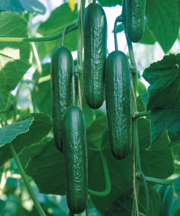 Socrates - (F1) Cucumber Seed