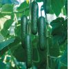 Socrates - Organic (F1) Cucumber Seed