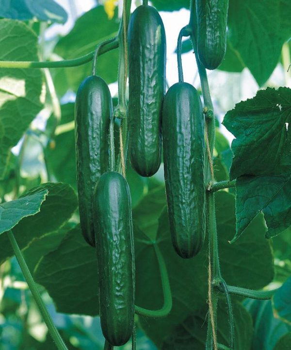Socrates - Organic (F1) Cucumber Seed