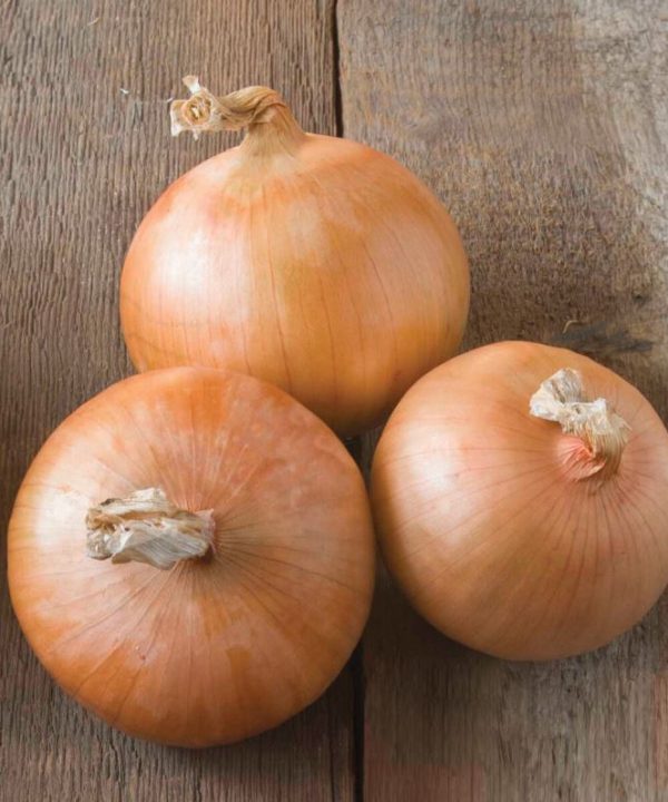 Candy - (F1) Onion Seed