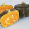 Bonbon - (F1) Buttercup Squash Seed