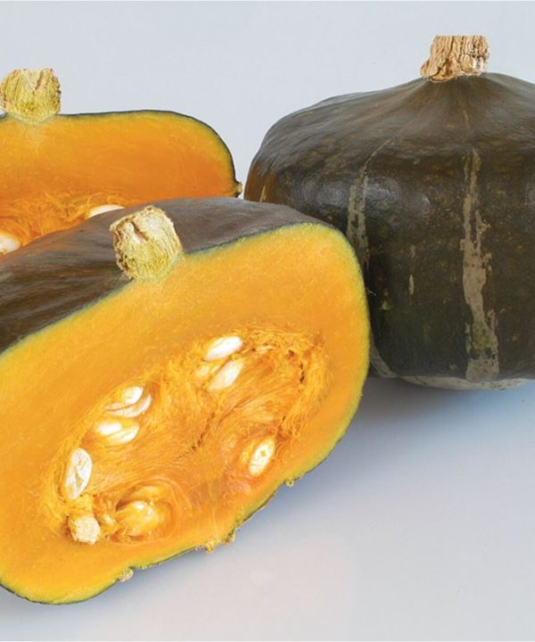 Bonbon - (F1) Buttercup Squash Seed
