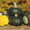 Bonbon - Treated (F1) Buttercup Squash Seed