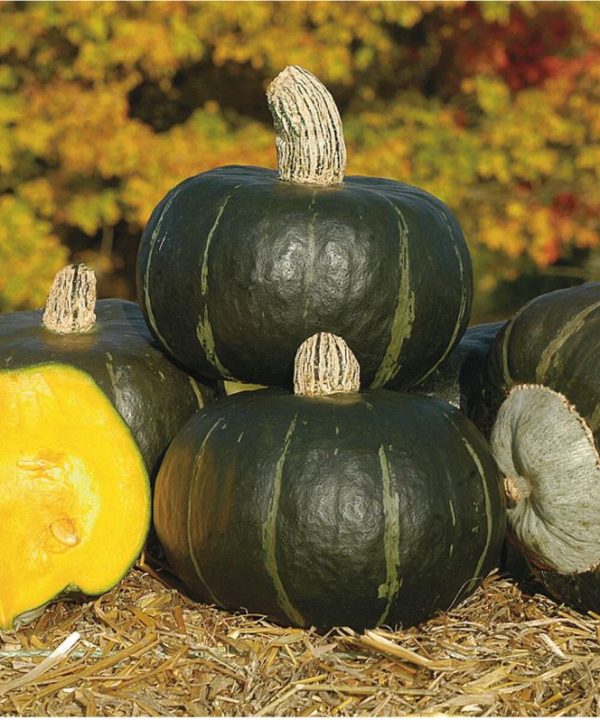 Bonbon - Treated (F1) Buttercup Squash Seed