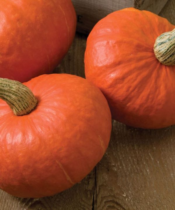 Sunshine - Organic Kabocha Squash Seeds