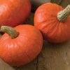 Sunshine - Treated (F1) Kabocha Squash Seed