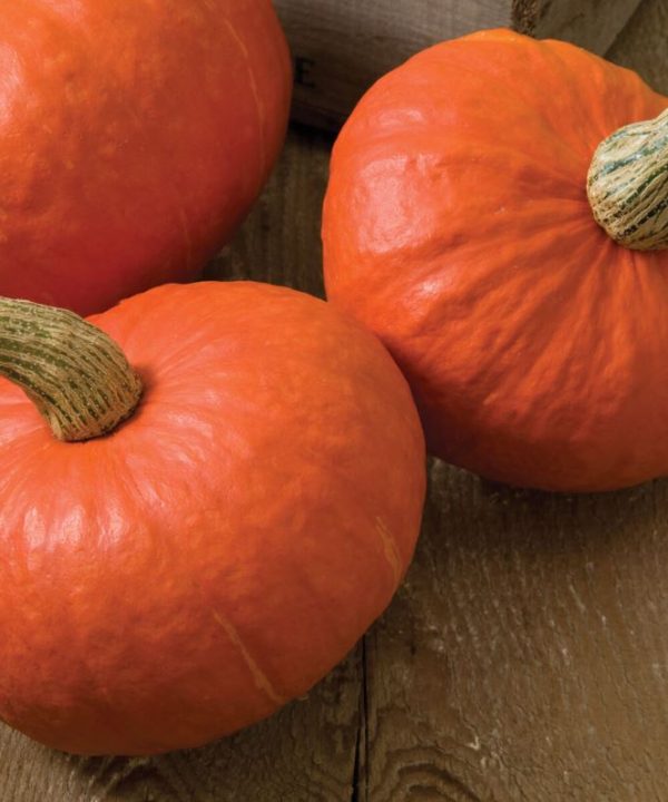 Sunshine - Treated (F1) Kabocha Squash Seed
