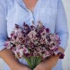 Wiltshire Ripple - Sweet Pea Seed