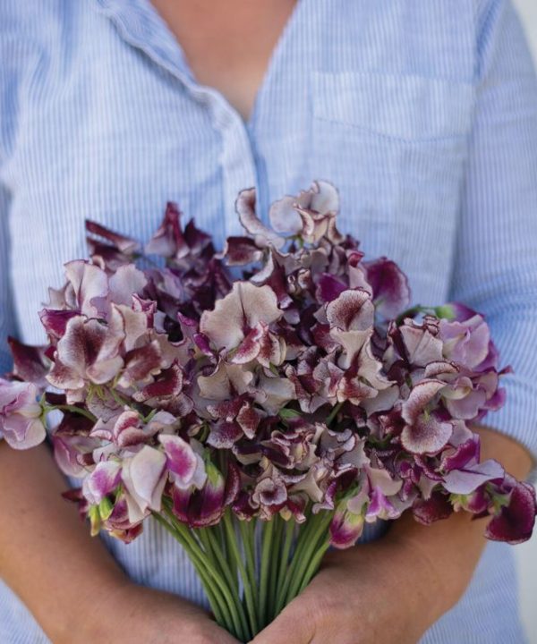 Wiltshire Ripple - Sweet Pea Seed