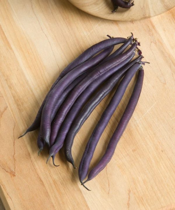 Amethyst - Purple Bush Bean Seeds