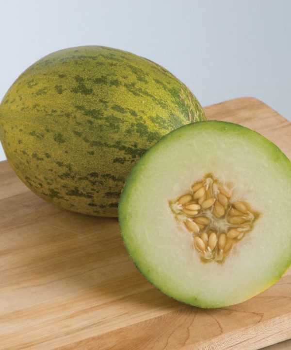 Lambkin - (F1) Melon Seed