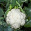 Denali - (F1) Cauliflower Seed