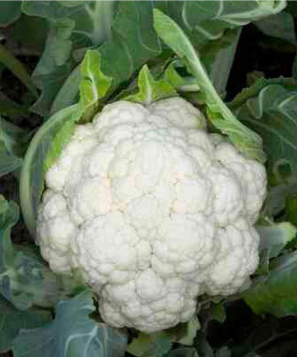 Denali - (F1) Cauliflower Seed