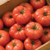 Rebelski - (F1) Tomato Seed