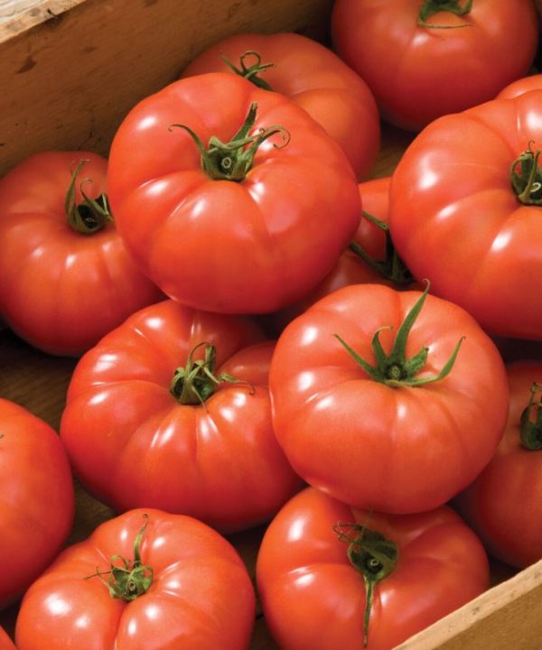 Rebelski - (F1) Tomato Seed