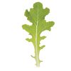 Bolsachica - Organic Lettuce Seed