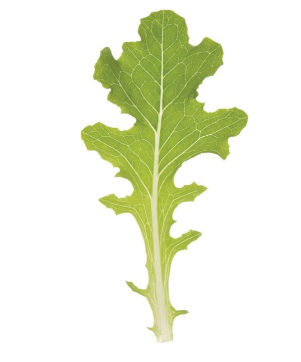 Bolsachica - Organic Lettuce Seed
