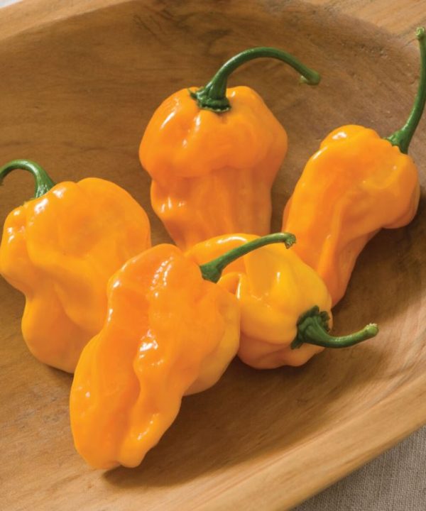 Numex Suave Orange - Habanero Pepper Seed