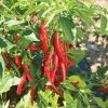 Red Flame - Organic Cayenne Pepper Seeds