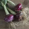 Desert Sunrise - (F1) Onion Seed