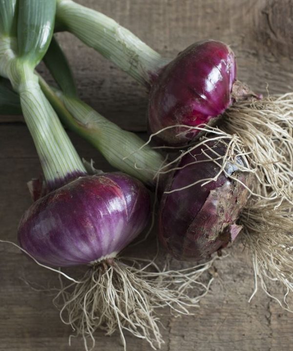 Desert Sunrise - (F1) Onion Seed