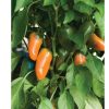 Lunchbox Orange - Organic Snack Pepper Seed