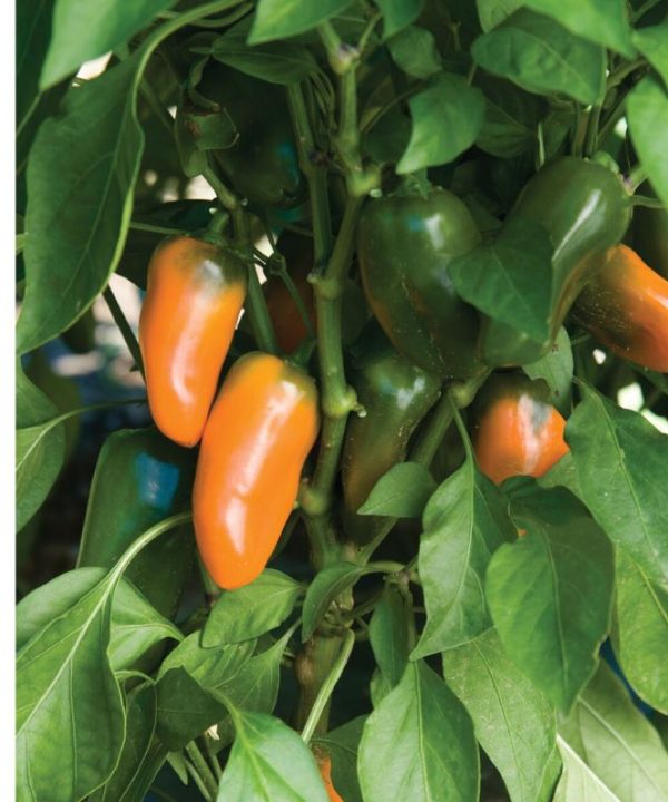 Lunchbox Orange - Organic Snack Pepper Seed