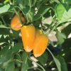 Lunchbox Yellow - Organic Snack Pepper Seed